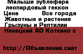 Малыши эублефара ( леопардовый геккон) › Цена ­ 1 500 - Все города Животные и растения » Грызуны и Рептилии   . Ненецкий АО,Коткино с.